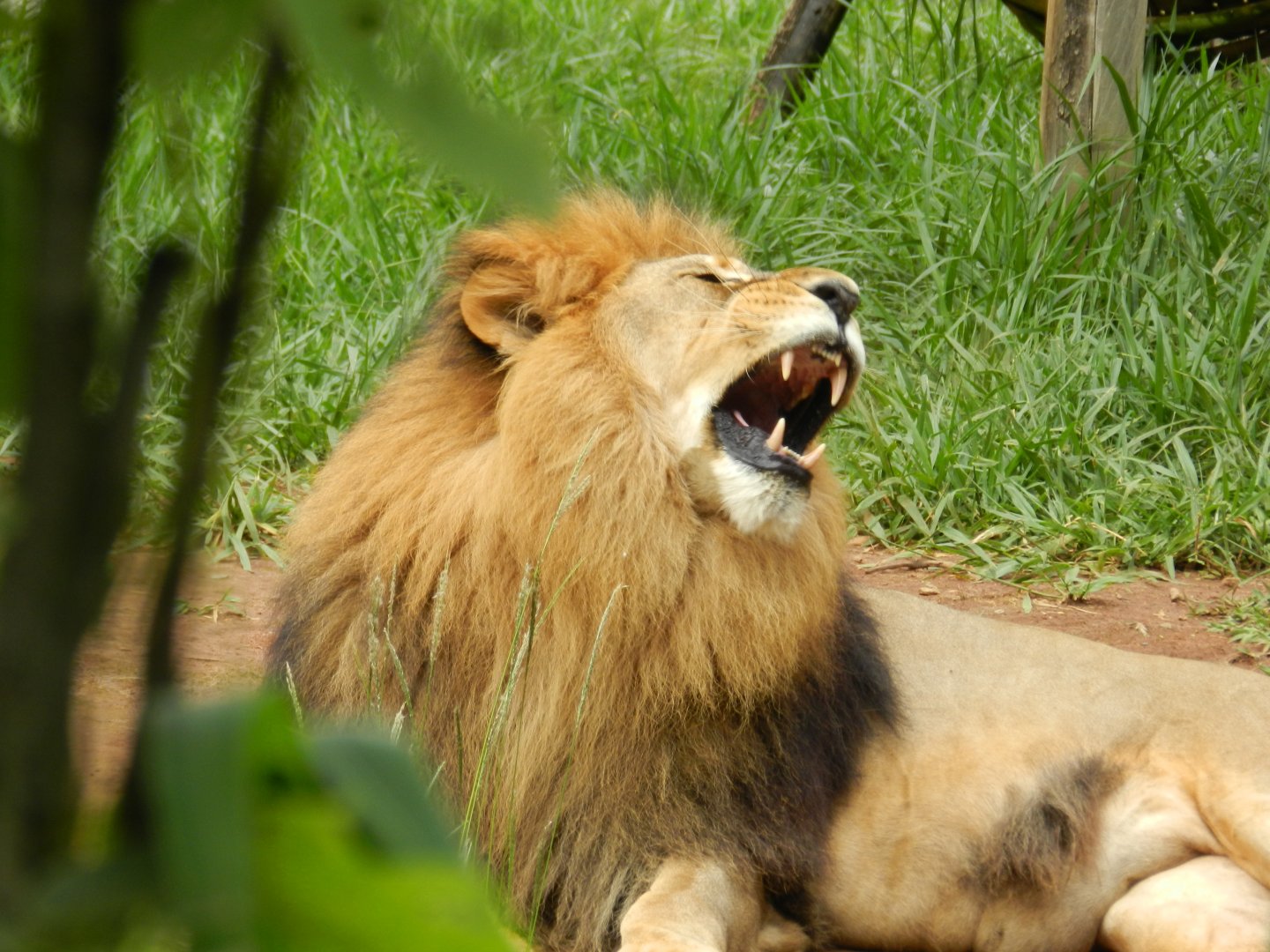 Lolek - Belo Horizonte zoo