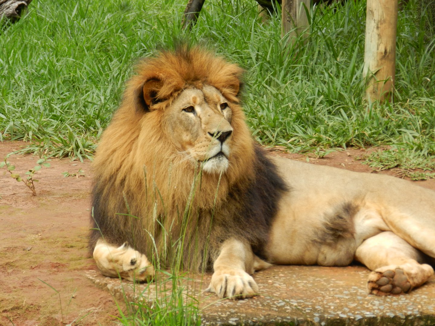 Lolek - Belo Horizonte zoo