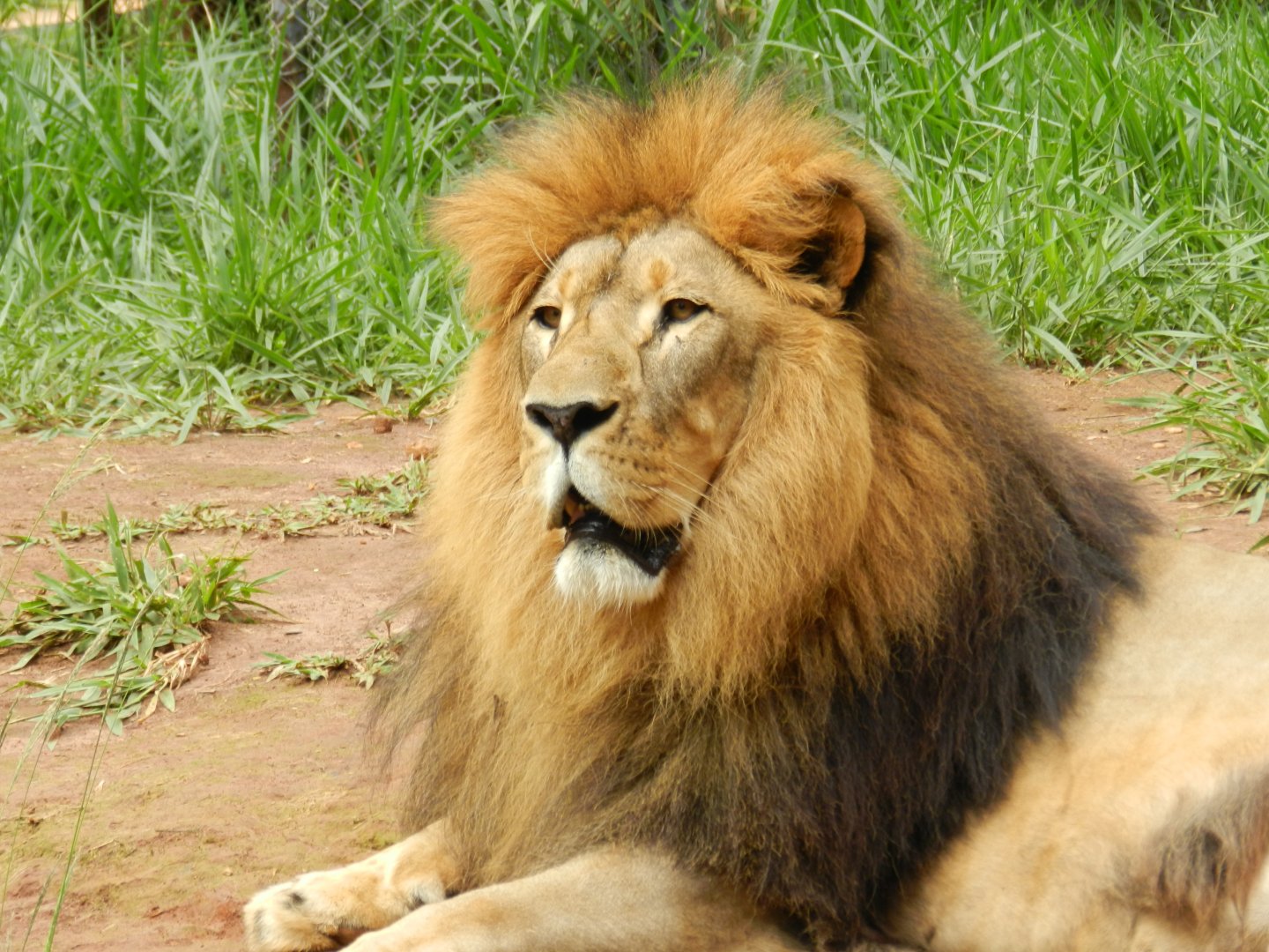 Lolek - Belo Horizonte zoo