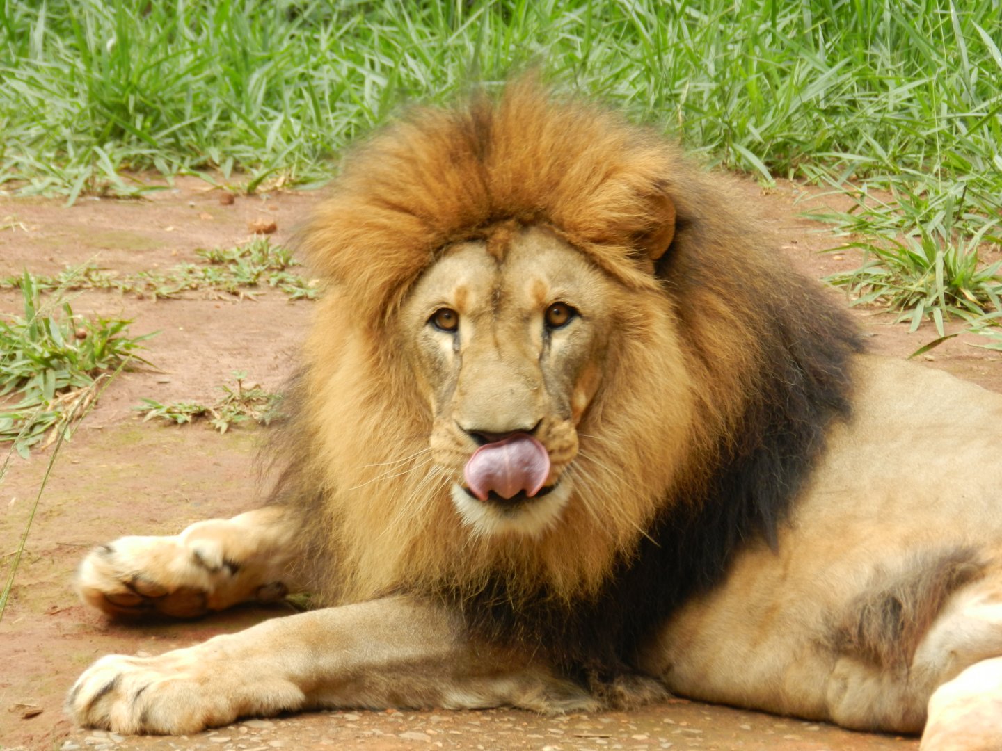 Lolek - Belo Horizonte zoo
