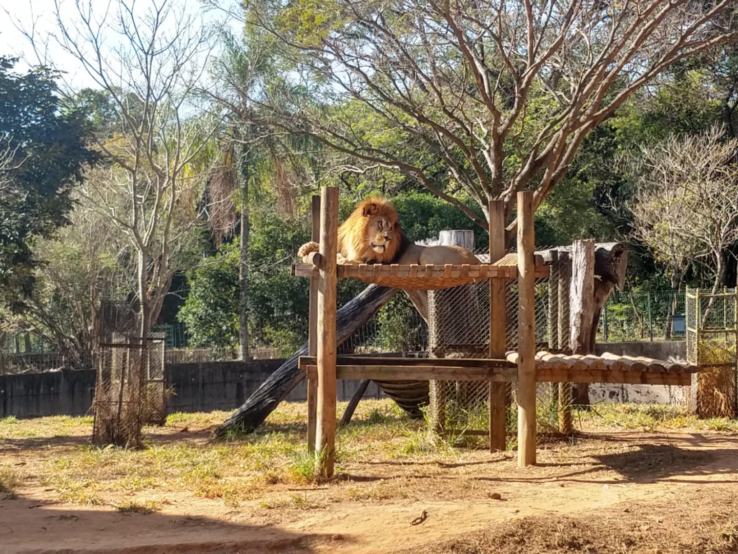 Lolek, the African lion - Belo Horizonte zoo