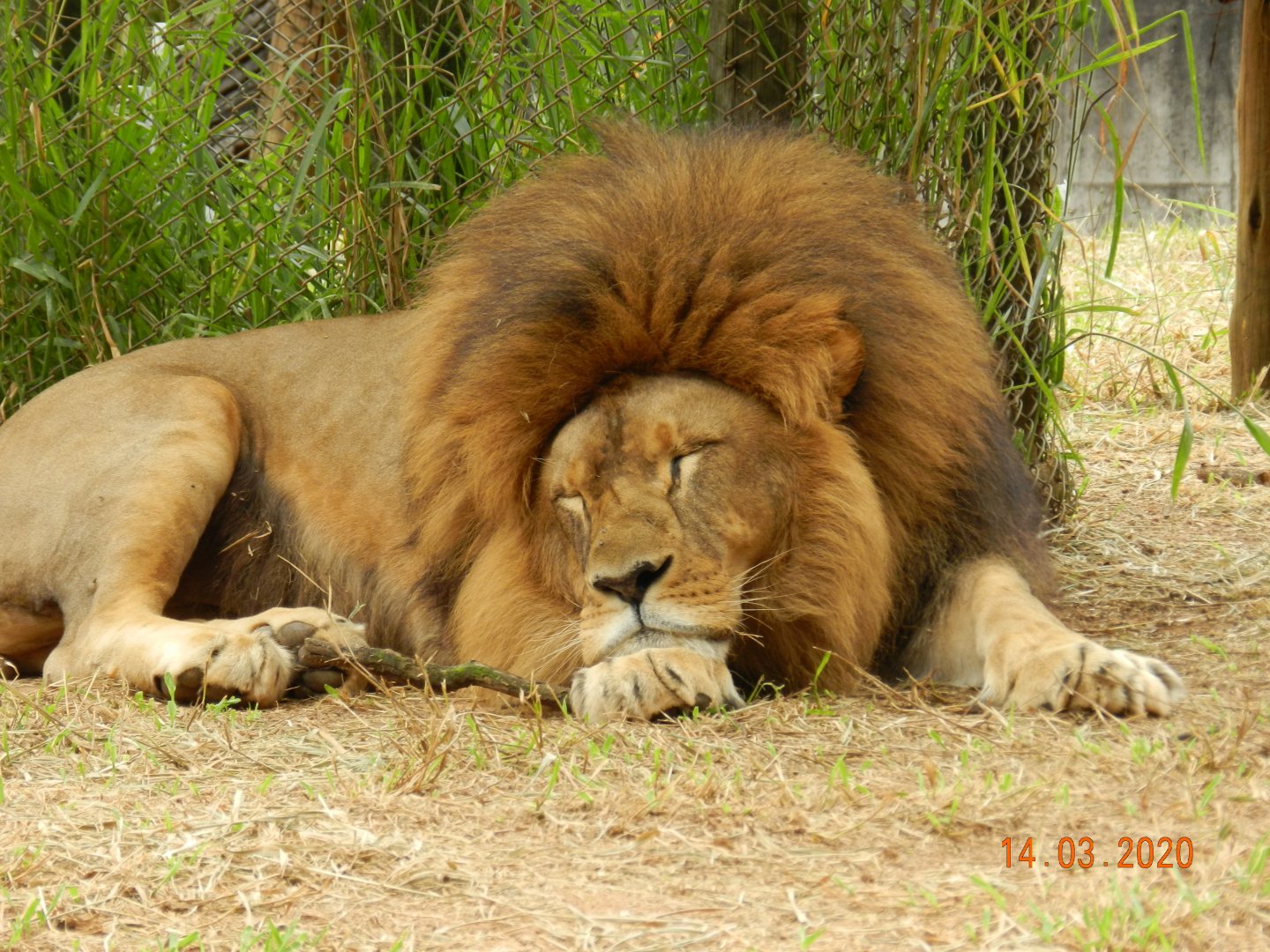 "Lolek", the lion, at Belo Horizonte zoo