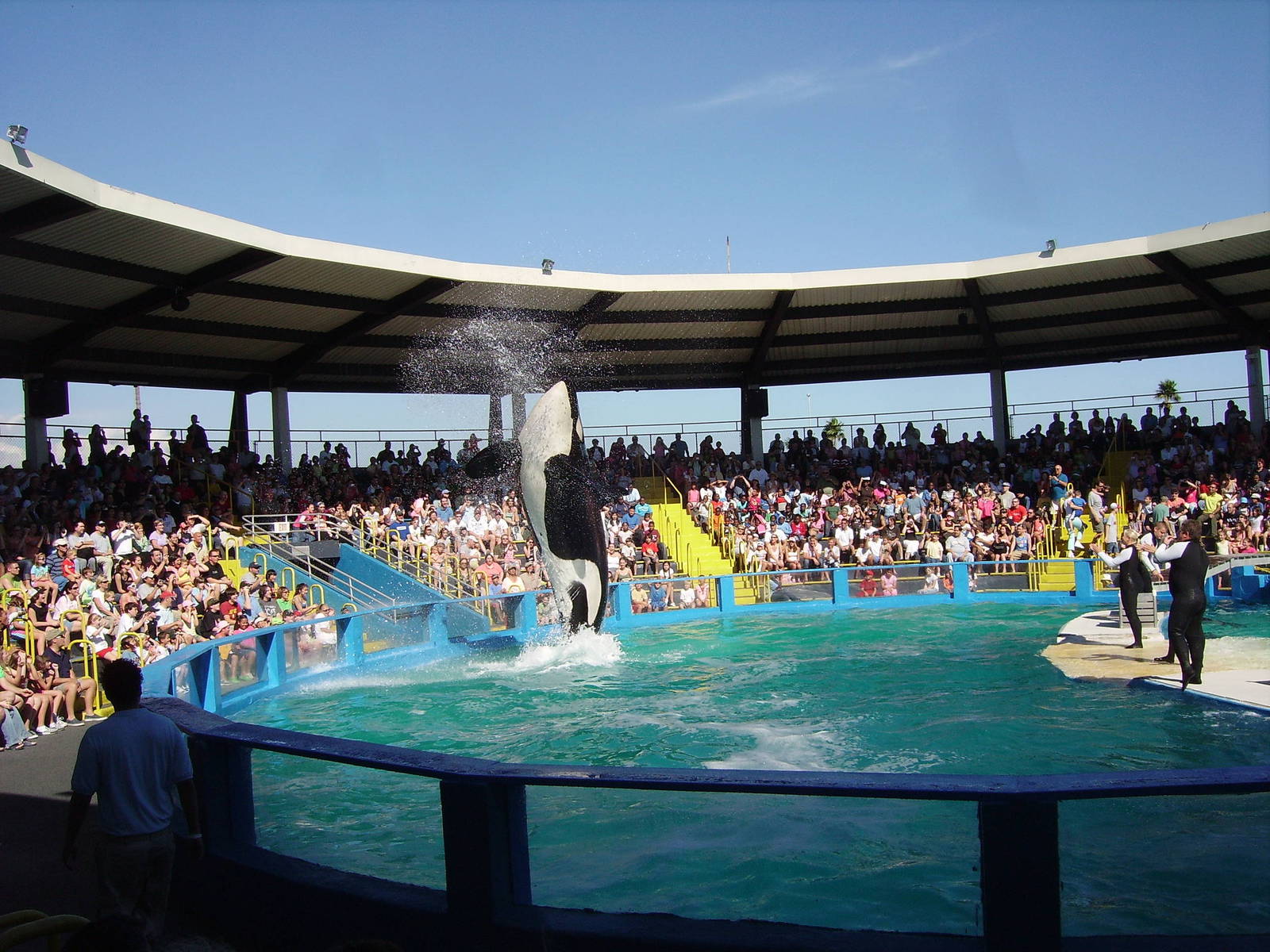 Lolita the Orca - Miami Seaquarium