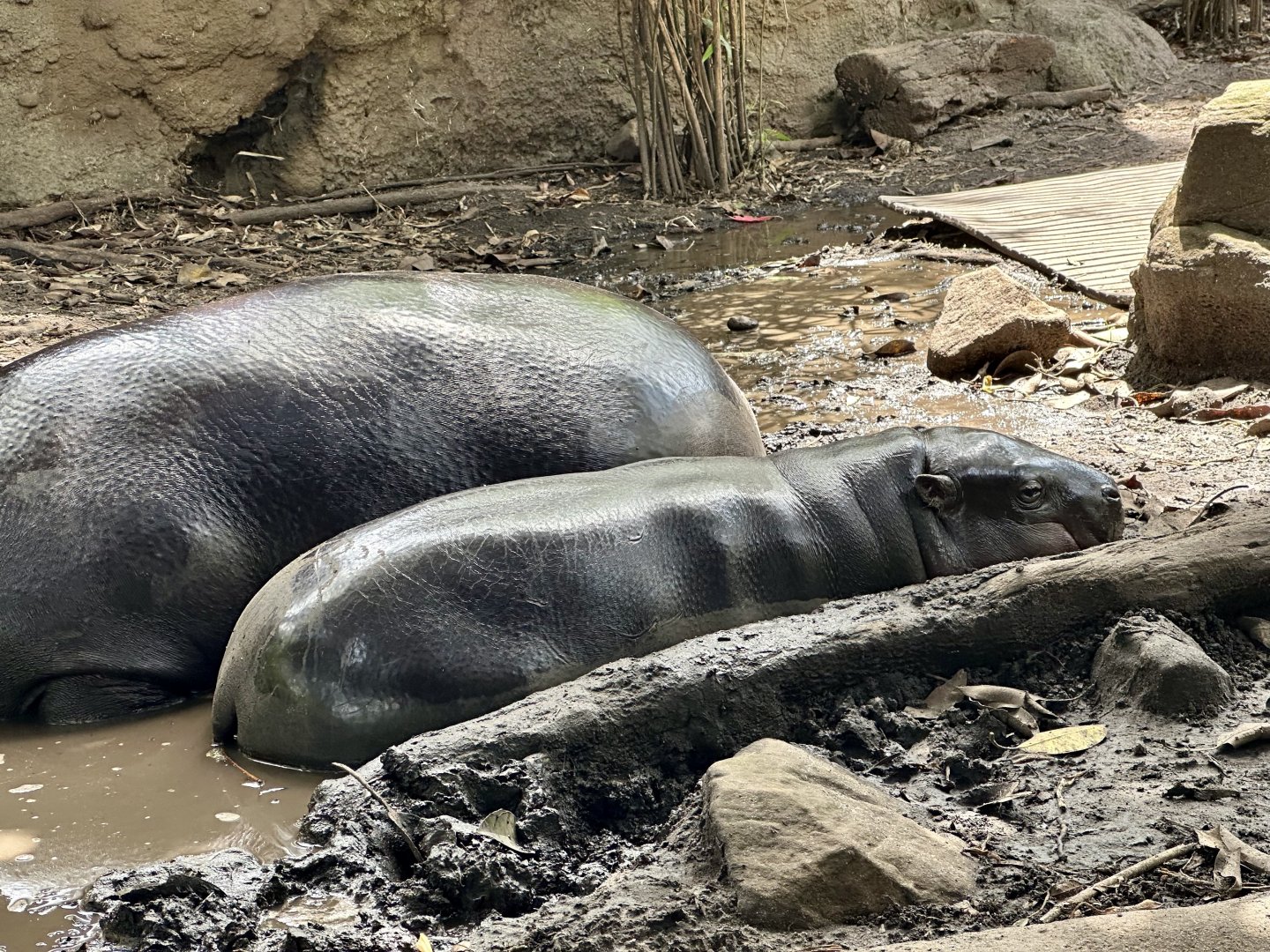 Lololi (Pygmy Hippopotamus Calf)