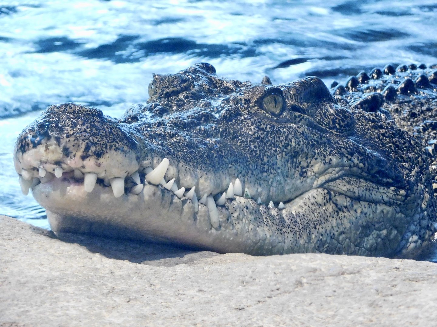 Lon the Female Saltwater Crocodile (Crocodylus porosus) NIFREL