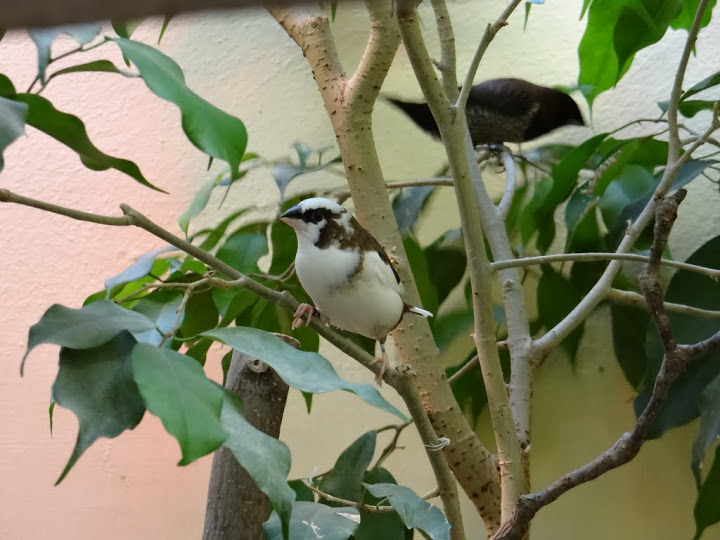 Lonchura striata f.domestica