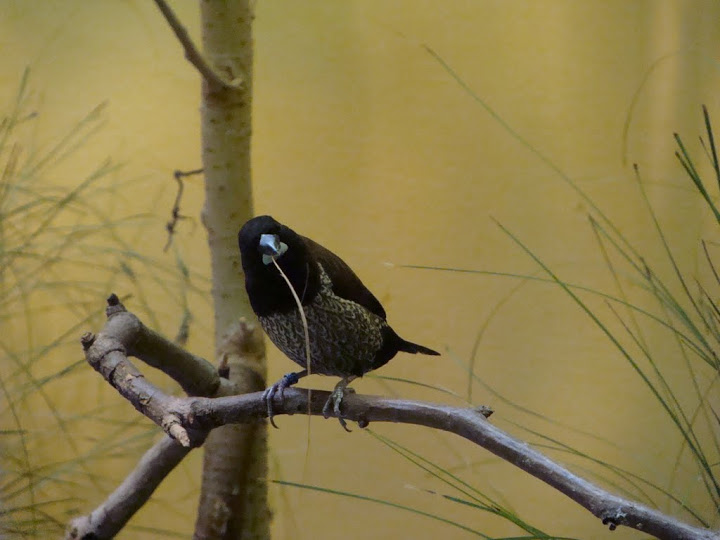 Lonchura striata f.domestica