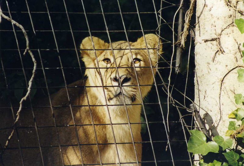 London 1999 - Indian lion