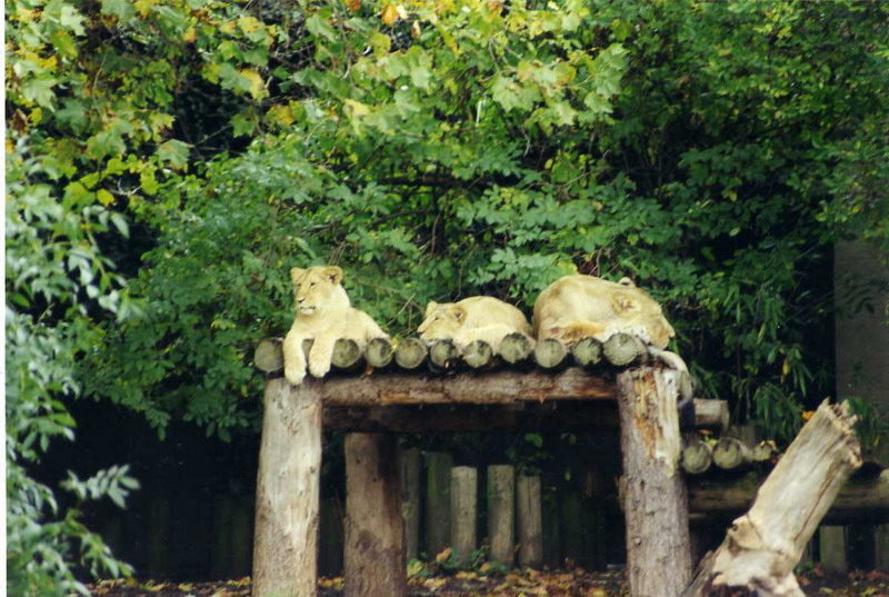 London 1999 - Indian lions