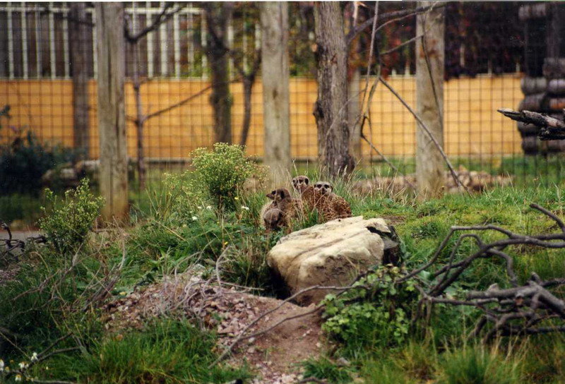 London 1999 - Meerkats