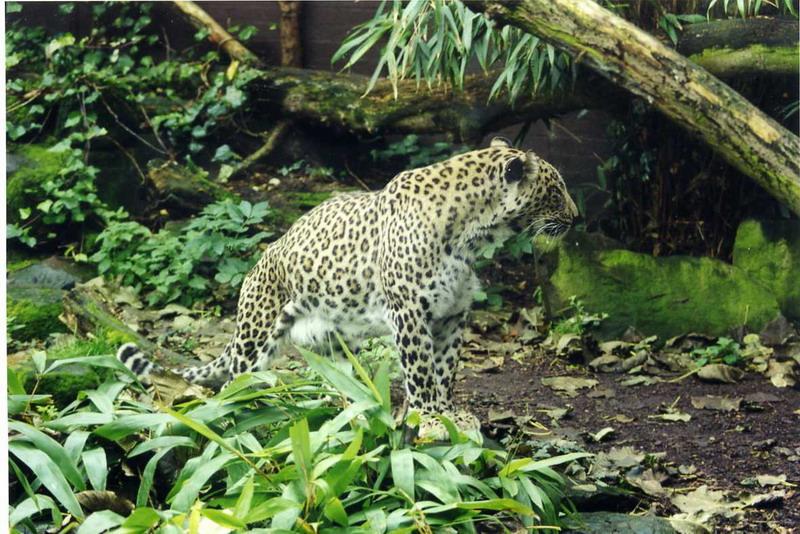 London 1999 - Persian leopard