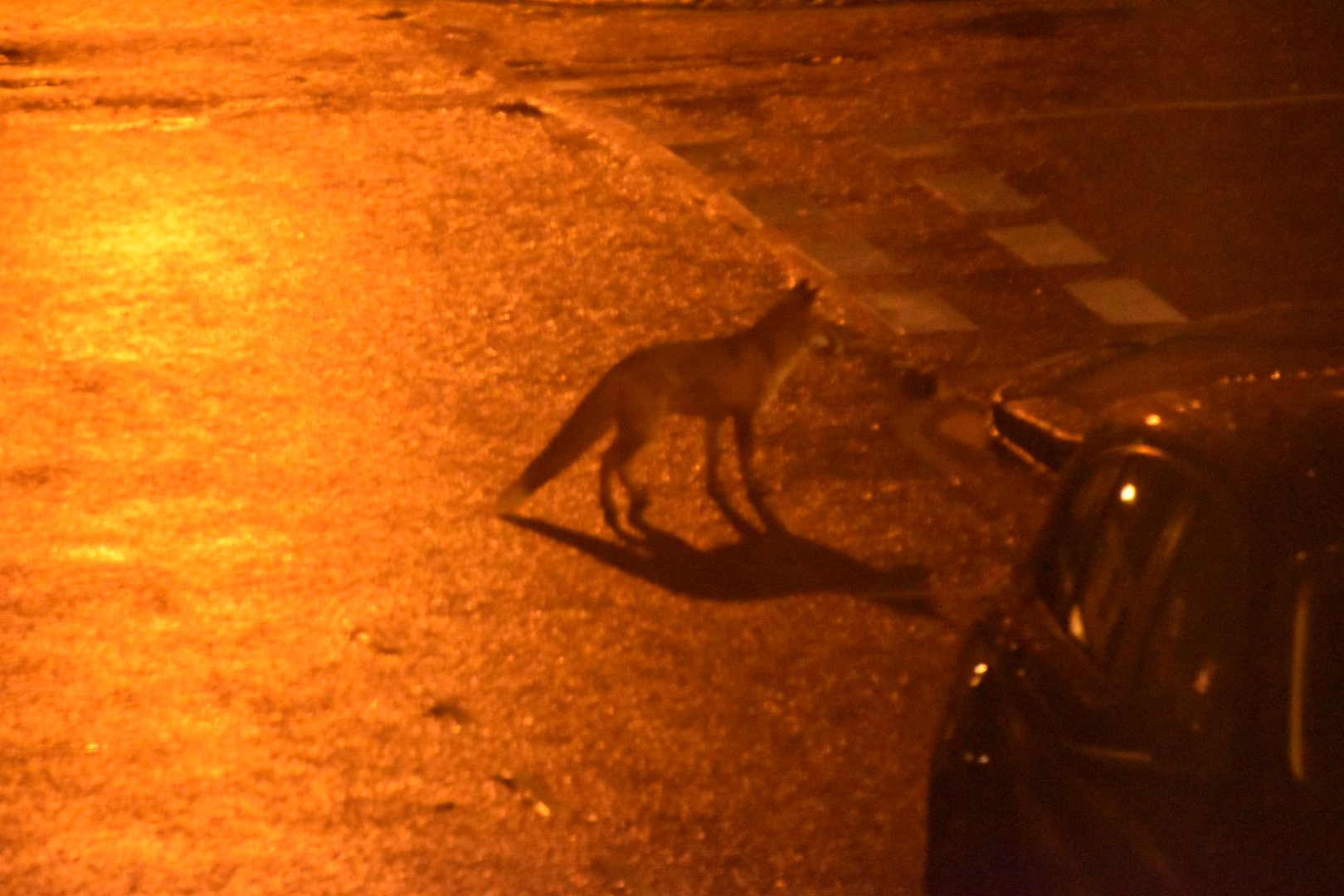 London fox in the streetlights crossing the road