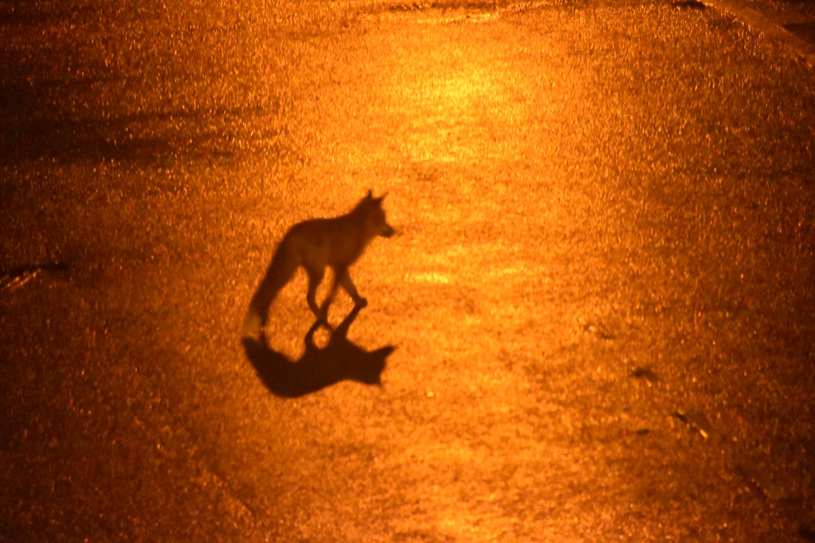 London fox in the streetlights