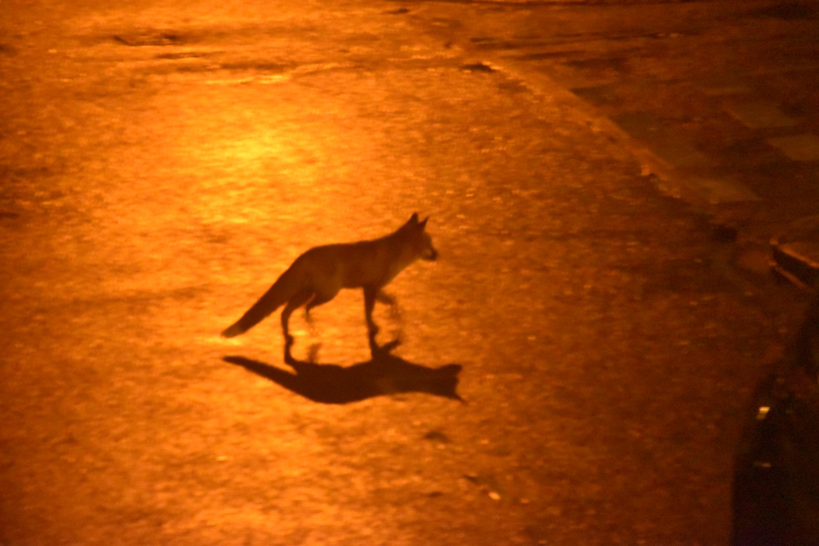 London fox in the streetlights