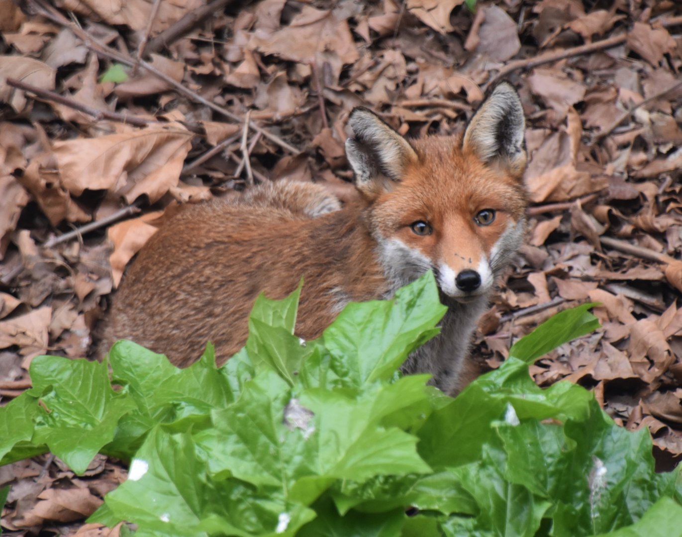 London Fox, Vulpes londonii