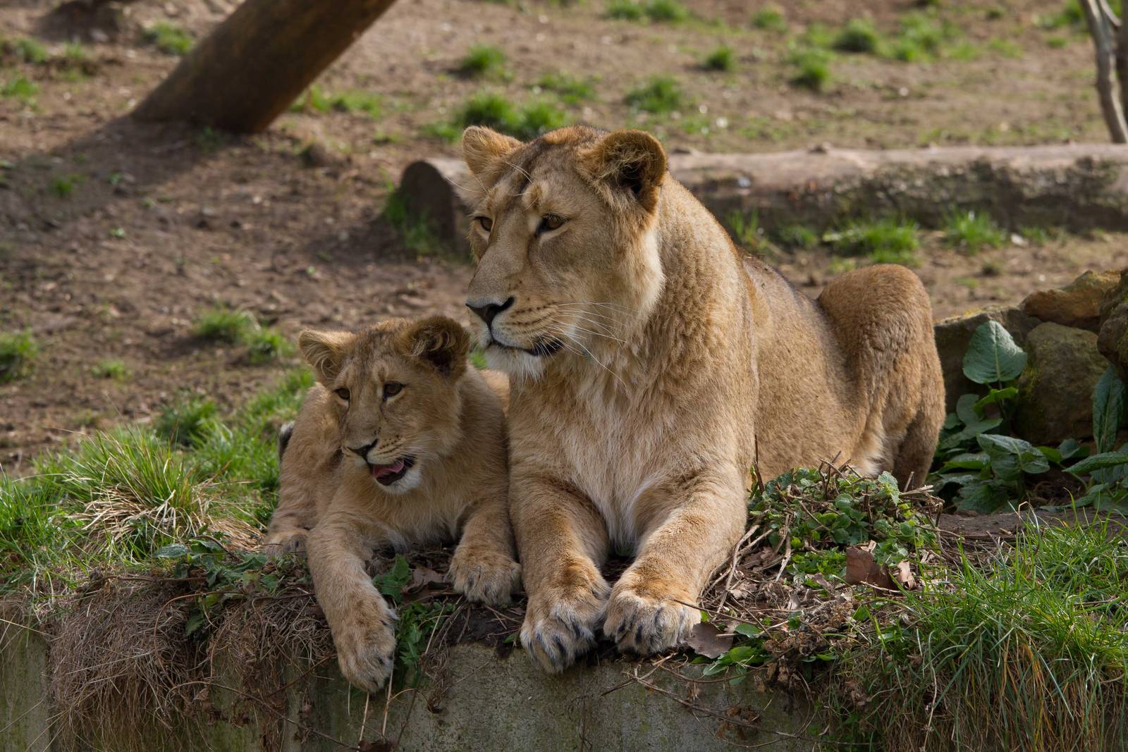 London Zoo 15/3/2012