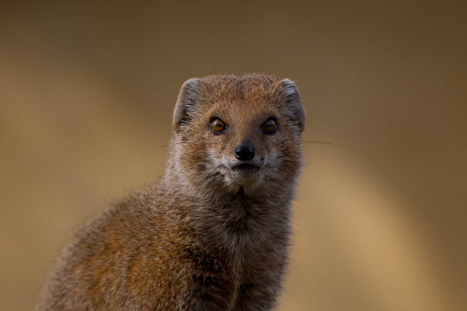 London Zoo 15/3/2012