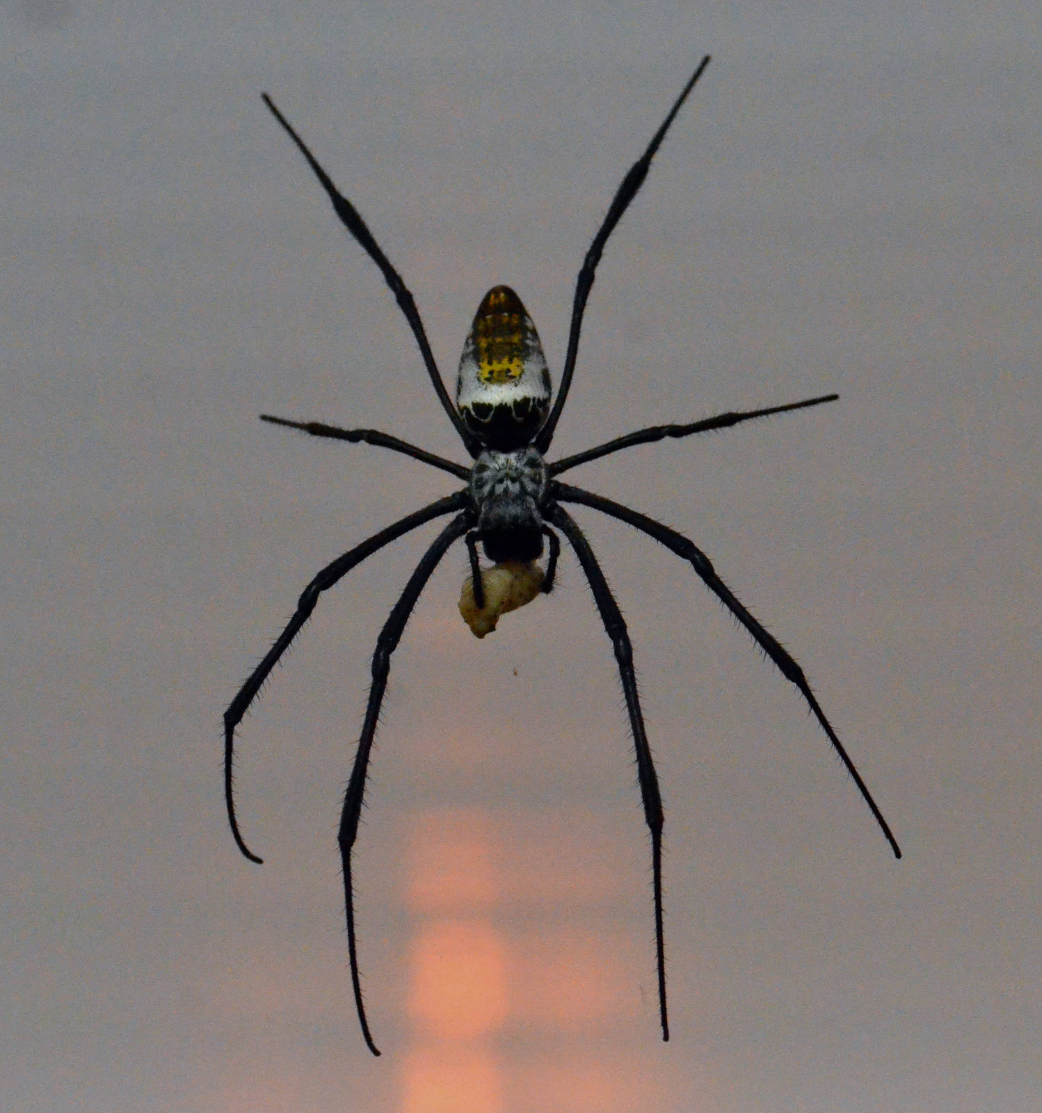 London Zoo 18/08/2016