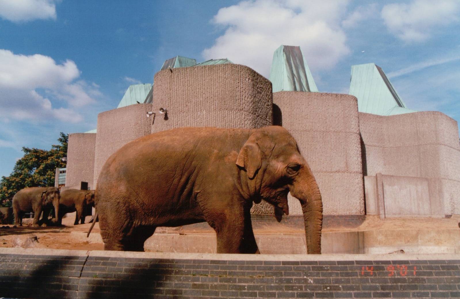 London Zoo 2001 - Asiatic Elephants at the Casson Pachyderm House