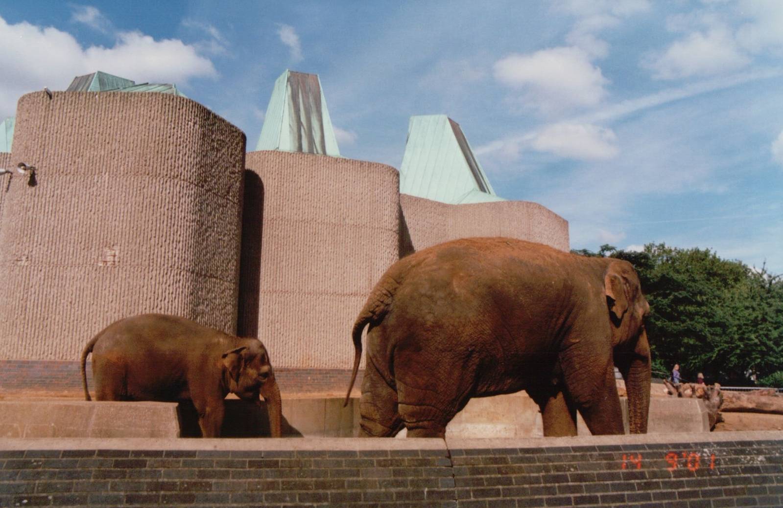 London Zoo 2001 - Asiatic Elephants at the Casson Pachyderm House