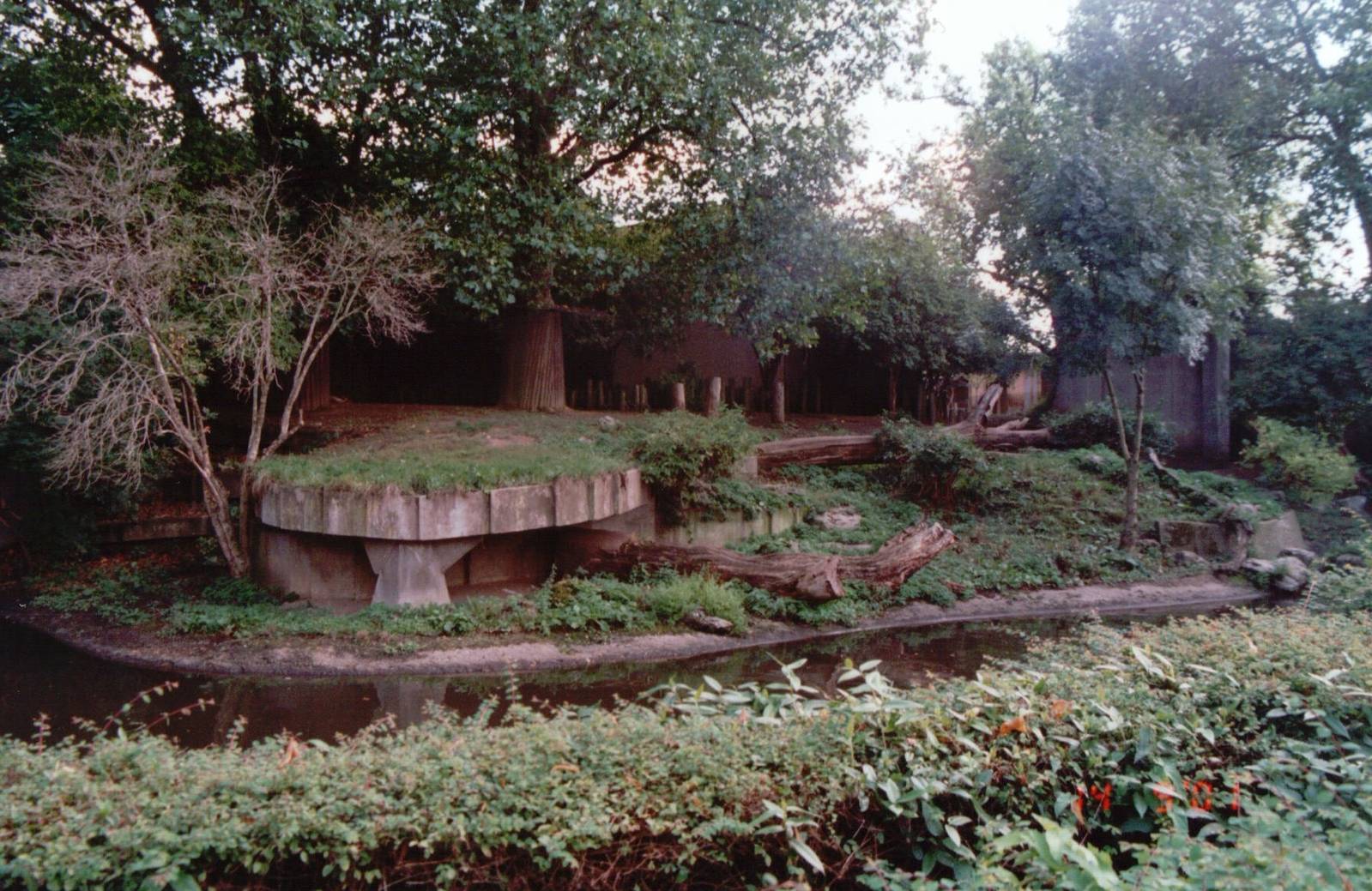 London Zoo 2001 - Asiatic Lion exhibit