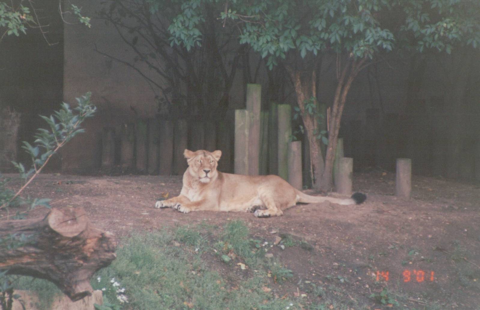 London Zoo 2001 - Asiatic Lioness