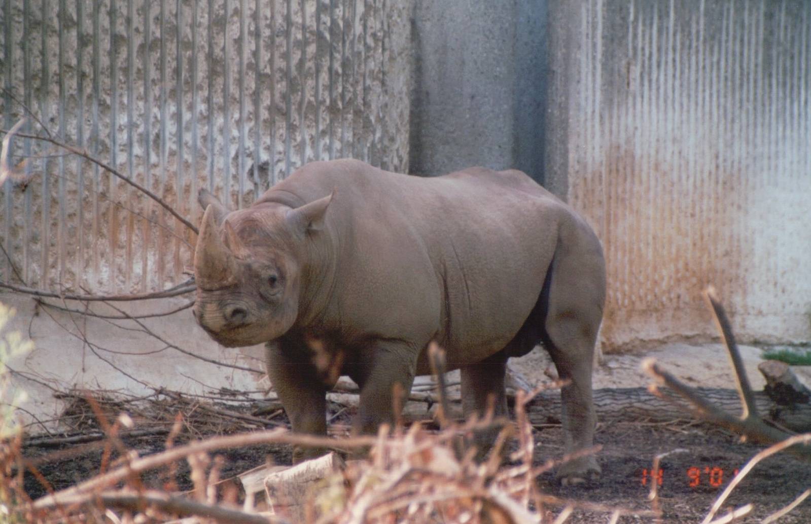 London Zoo 2001 - Black Rhinoceros at the Casson Pachyderm House