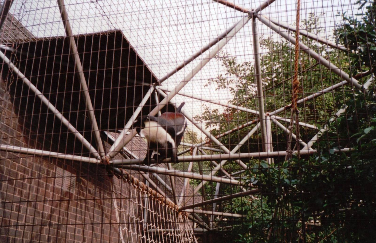 London Zoo 2001 - Diana Monkey in the Sobell Pavilions