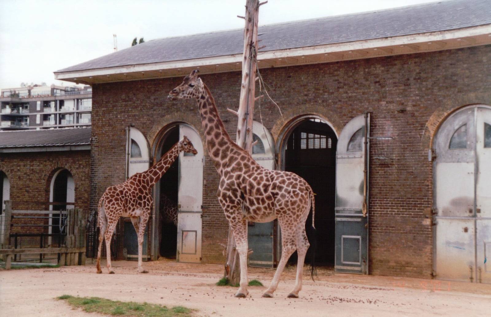 London Zoo 2001 - Front of the Burton Giraffe House