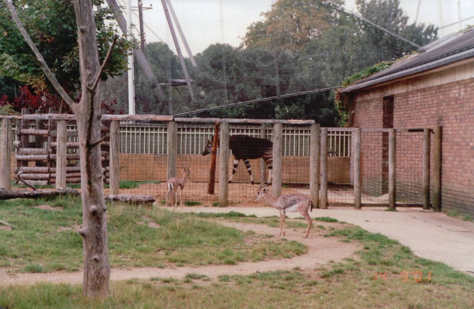 London Zoo 2001 - Okapi and Arabian Gazelles