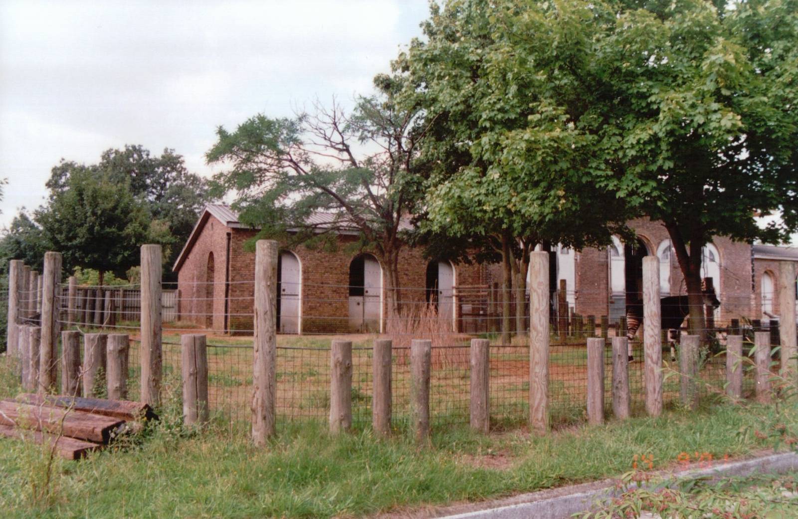 London Zoo 2001 - Okapi exhibit