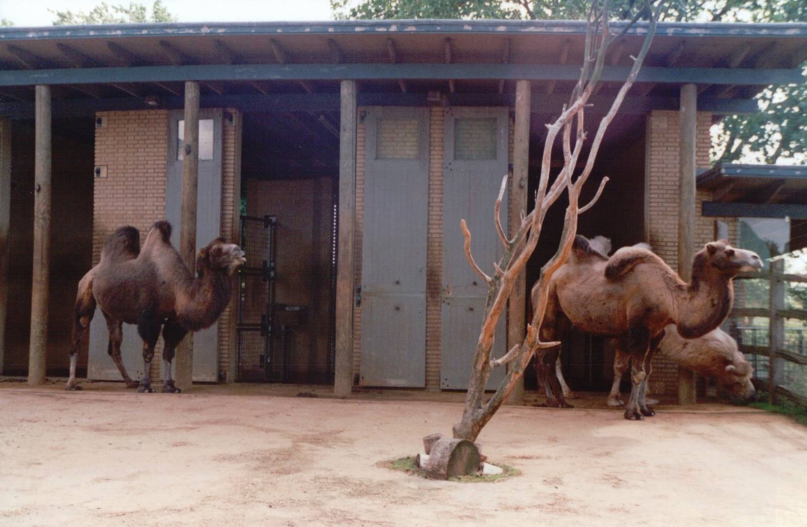 London Zoo 2001 - Part of the Bactrian Camel exhibit