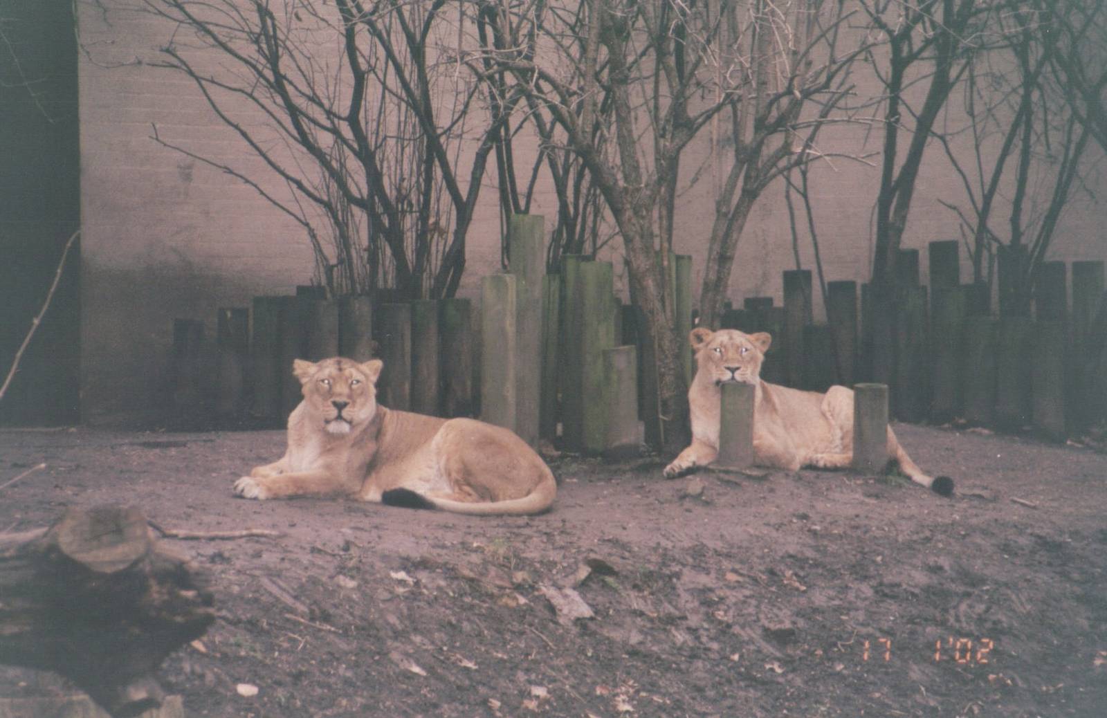London Zoo 2002 - Asiatic Lionesses
