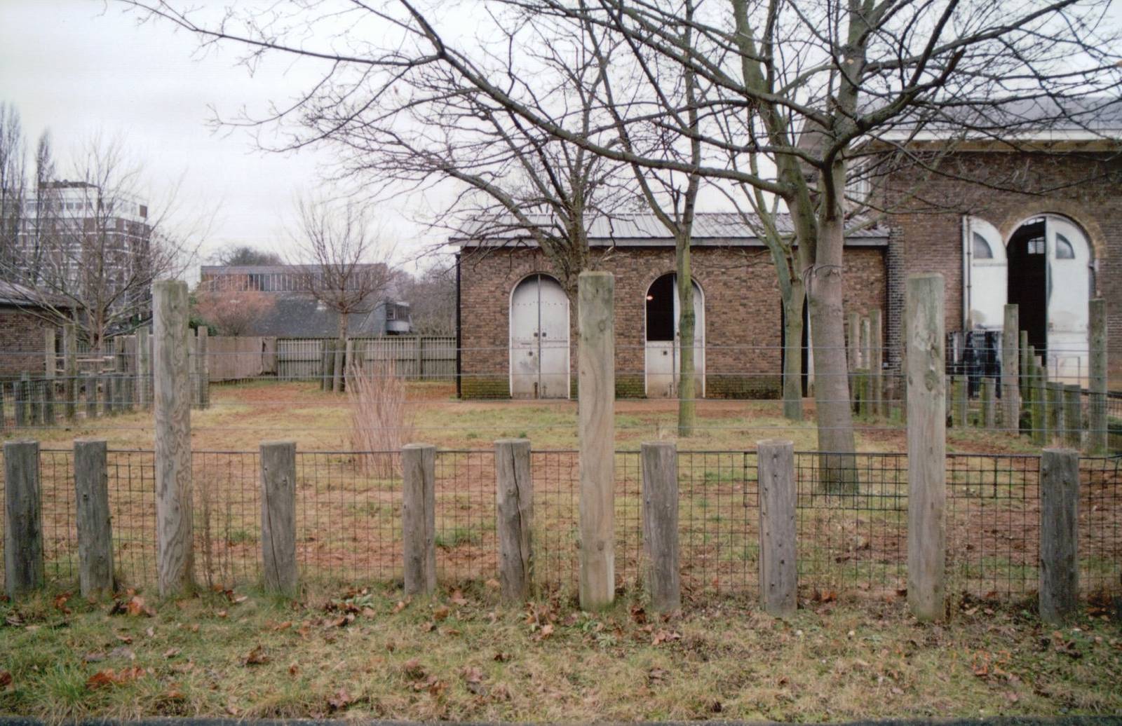 London Zoo 2002 - Okapi exhibit at the Burton Giraffe House