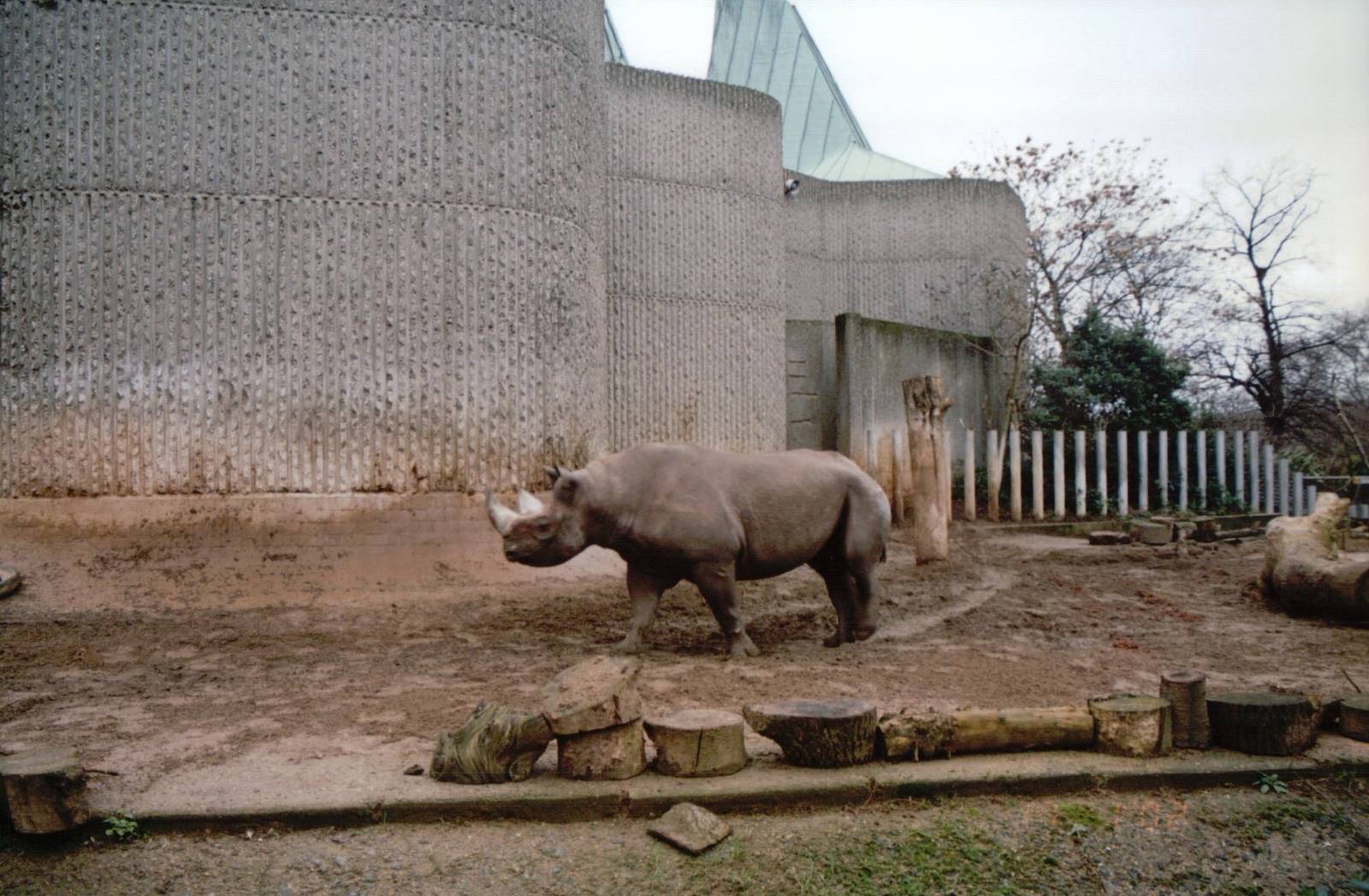 London Zoo 2002 - Part of the Black Rhinoceros exhibit at the Casson Pachyd