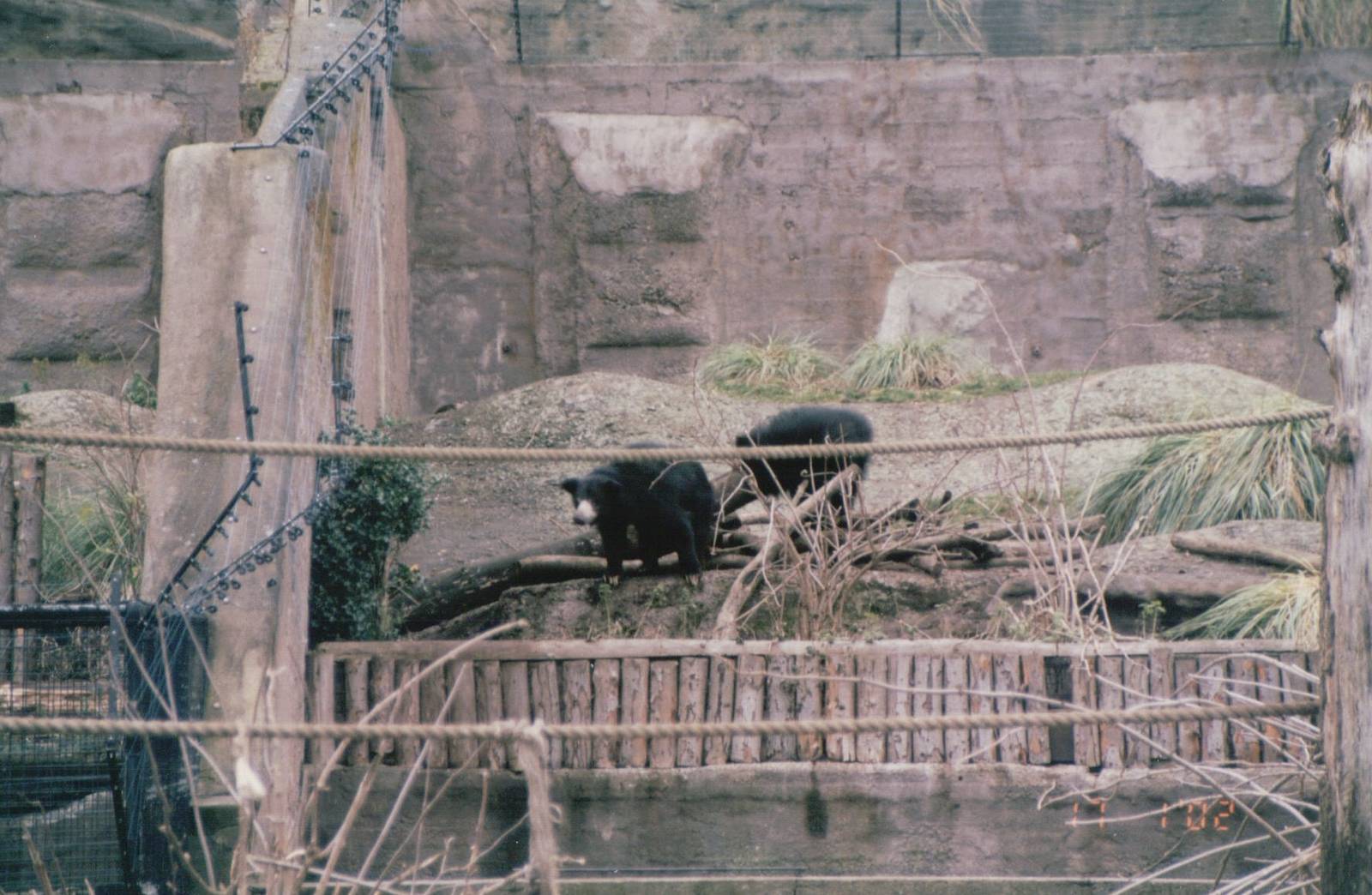 London Zoo 2002 - Sri Lankan Sloth Bears on the historic Mappin Terraces