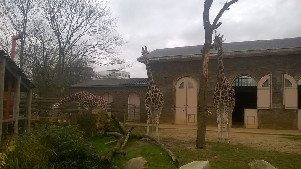 London Zoo- 2015