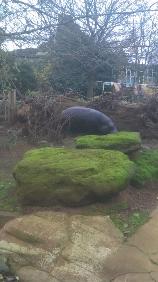 London Zoo- 2015
