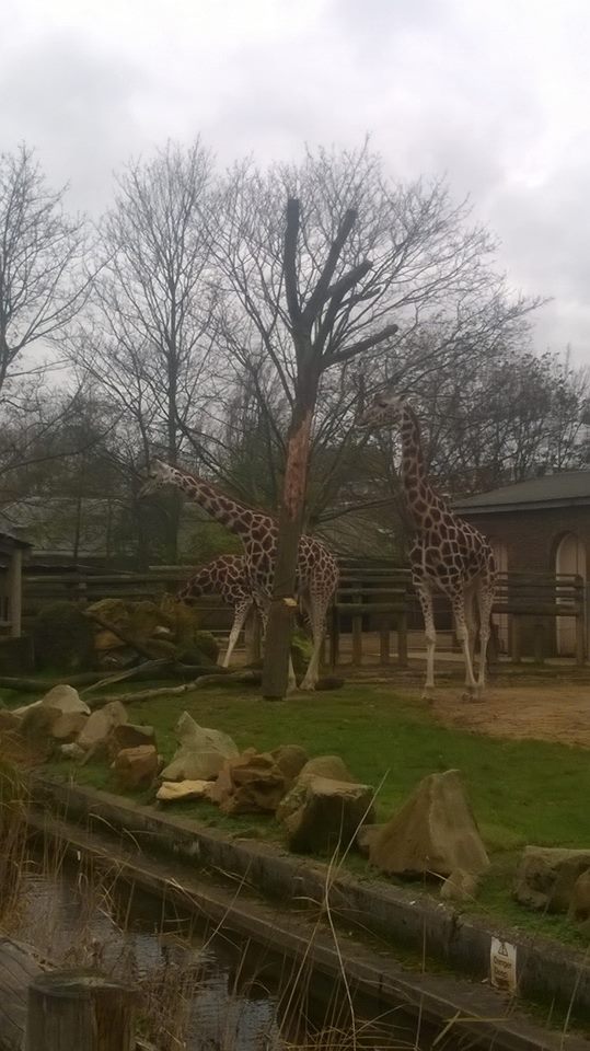 London Zoo- 2015