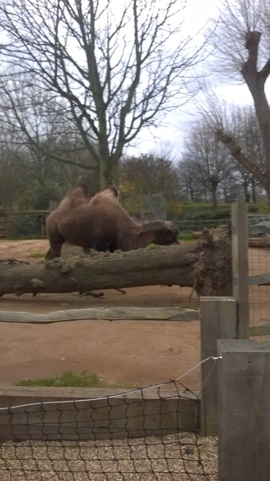 London Zoo- 2015