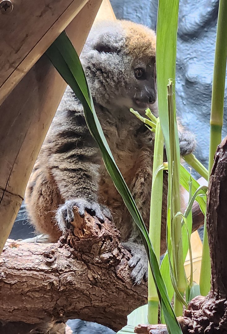 London Zoo - Aloatran Gentle Lemur