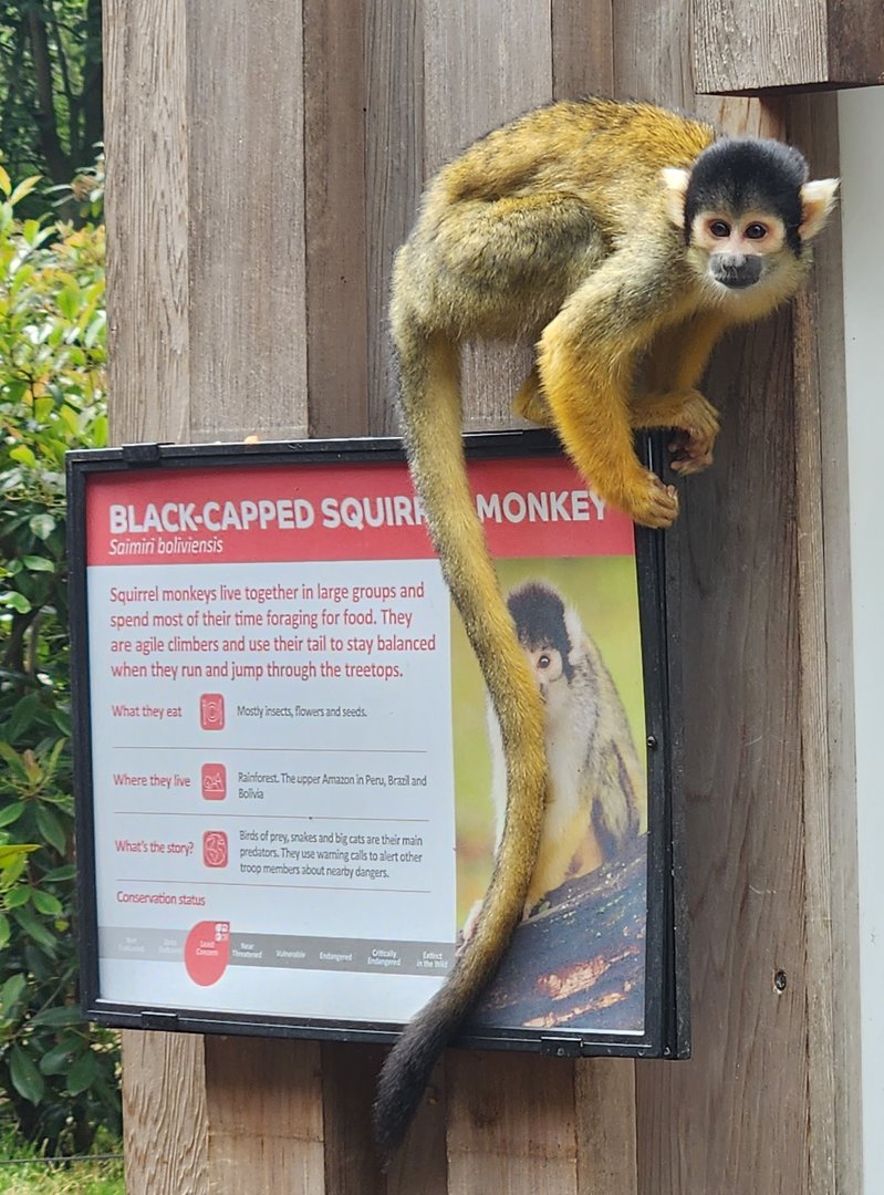 London Zoo - Black-capped Squirrel Monkey on its sign
