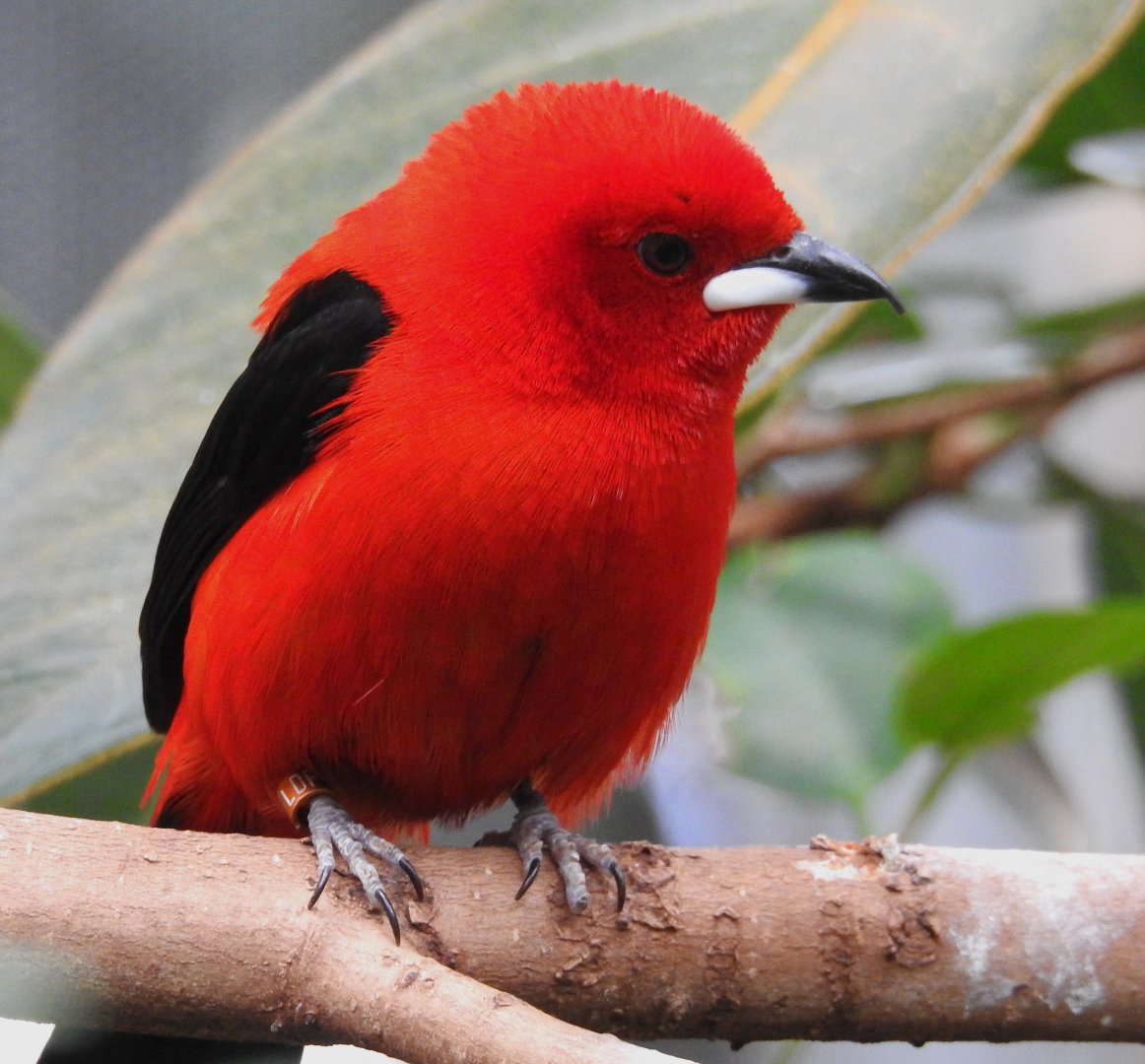 London zoo Blackburn Pav