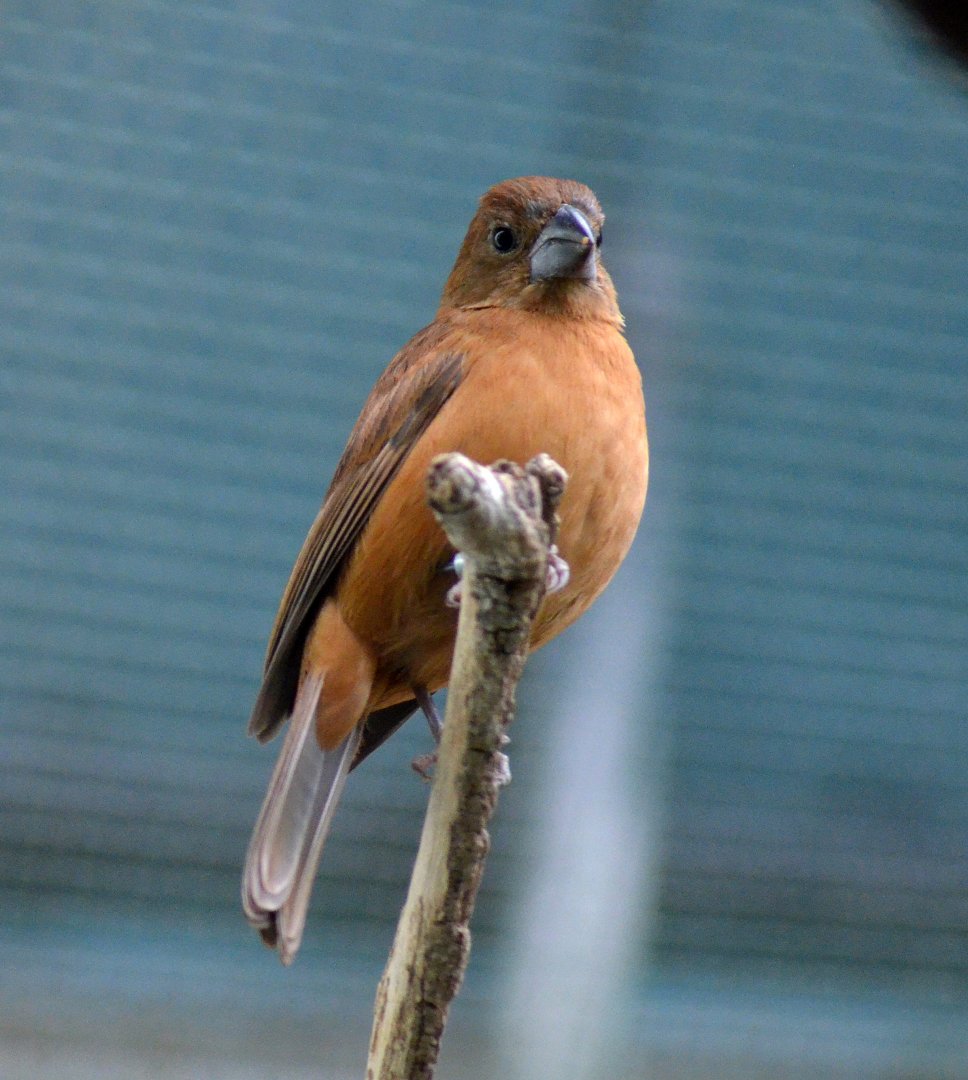 London zoo Blackburn pav