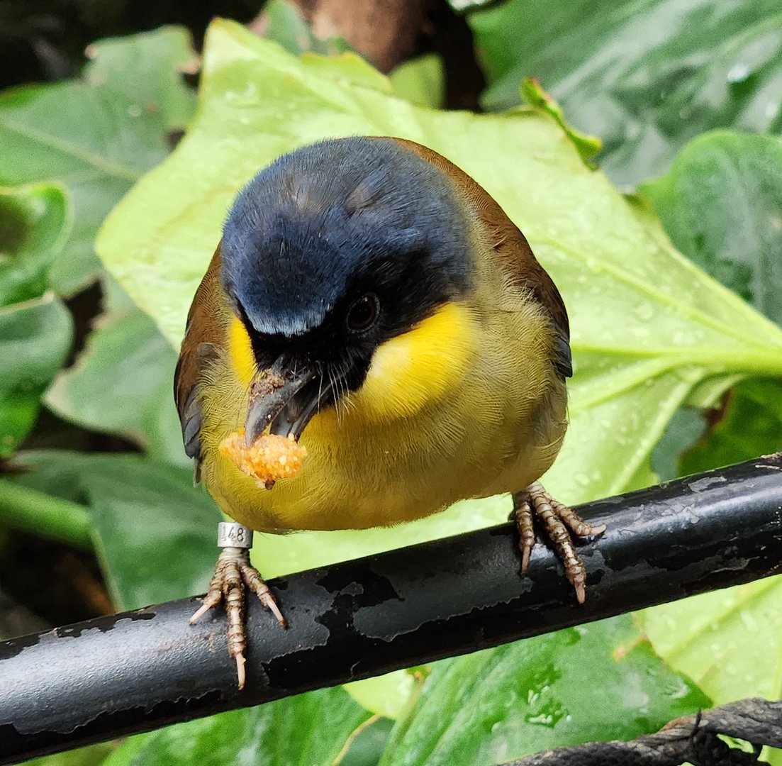 London Zoo - Blue-crowned Laughingthrush
