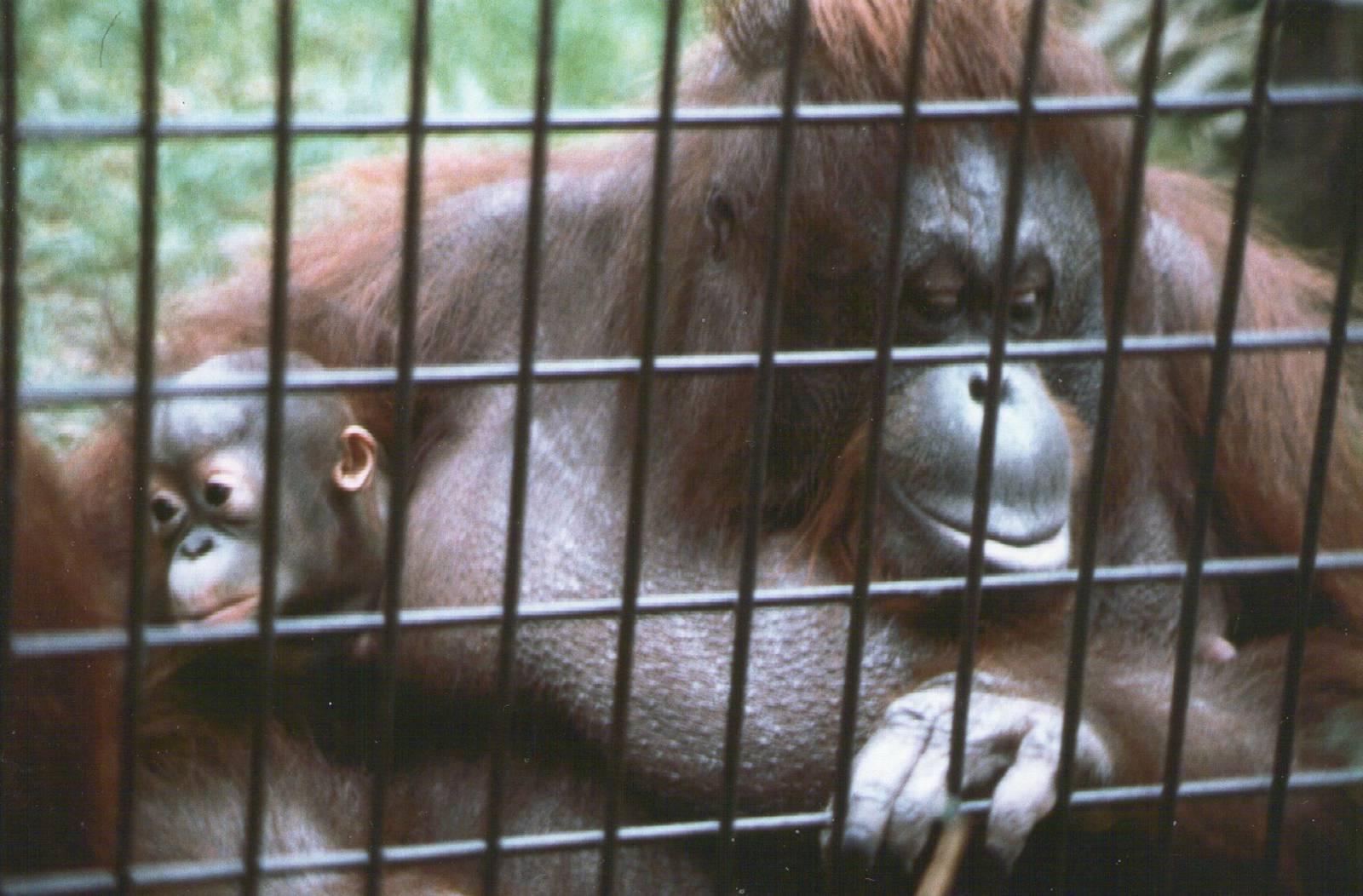 London Zoo february 1984