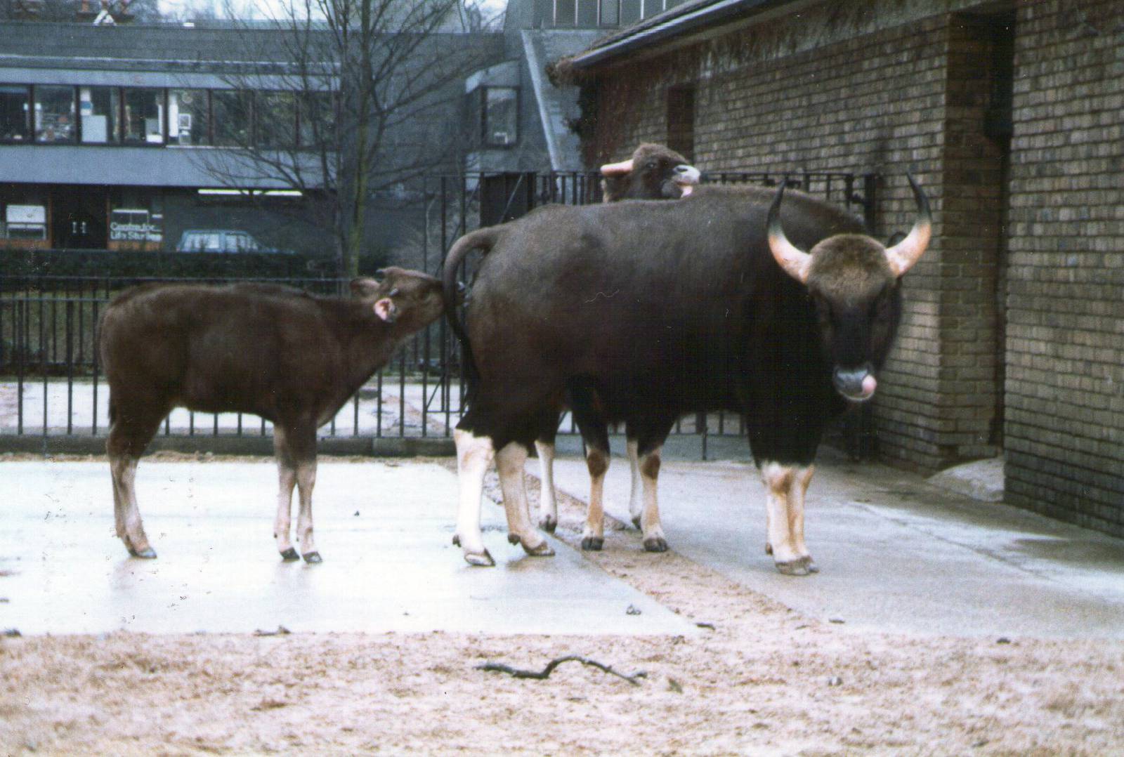 London Zoo february 1984