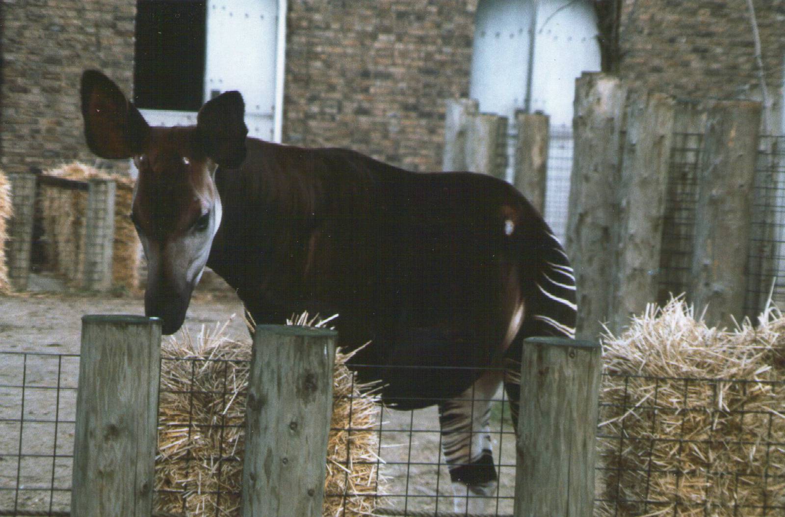 London Zoo February 1984