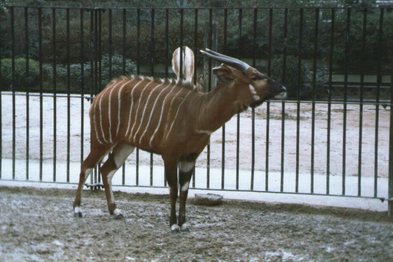 London Zoo February 1984