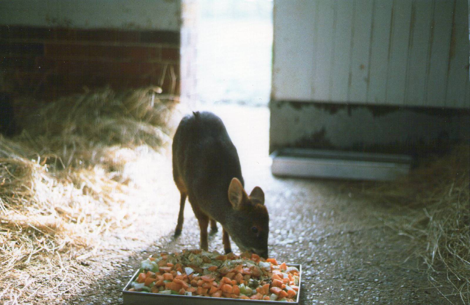 London Zoo February 1984
